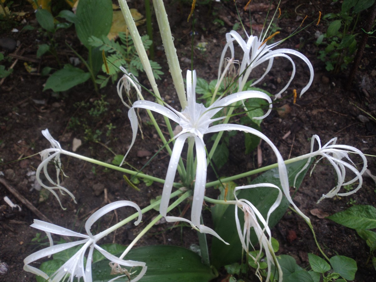 Hymenocallis caribaea (L.) Herb.